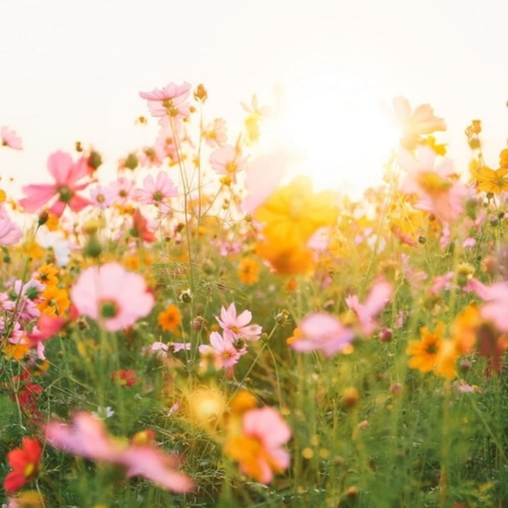 Meet your Posher, Charlotte